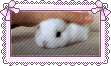 Buny Stamp