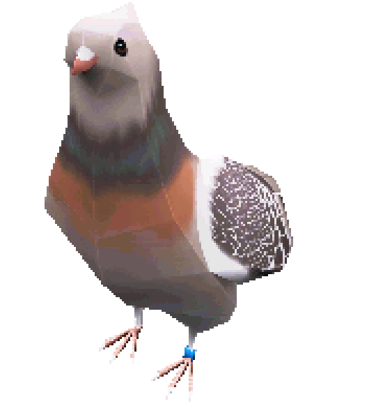 Pigeon